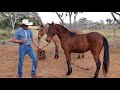 COMO PEGAR SEU ANIMAL XUCRO E ARREDIO EM LOCAL ESPAÇOSO