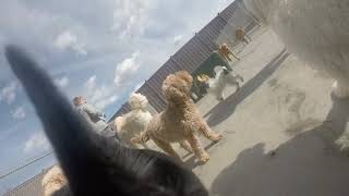 Eddie and Barkus Fargo Daycare