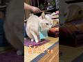 【猫和尚】行儀悪いことじゃないよ #猫のいる暮らし #猫癒し #猫かわいい
