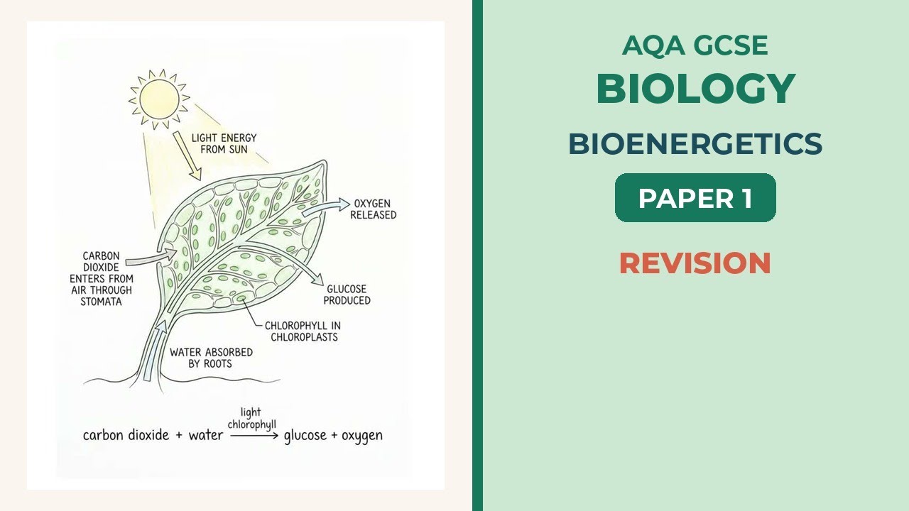 Photosynthesis and Respiration, AQA GCSE Biology Paper 1 walkthrough