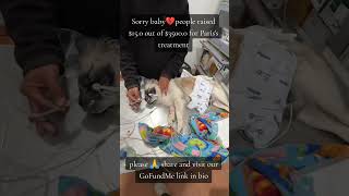 Consider donating link in bio URGENTLY this soul needs your help to stay alive 🙏 #canada usa #reels