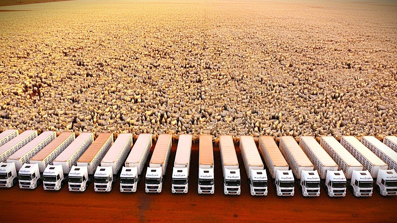Como 15 Mil Bois Foram Transportados em Uma Única Operação no Brasil