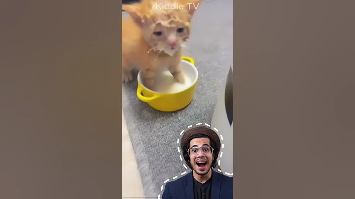 Cute cat drinking milk #shorts #petlover #funny