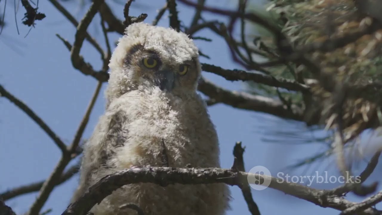 TheRabbitAndTheTortoise 