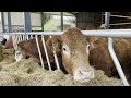 Merging a new slatted shed with an old hay shed  building focus