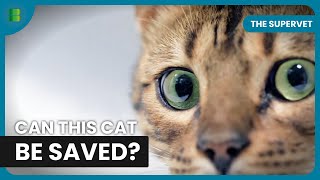 Cat Hit By Car Faces Life Changing Surgery The Supervet