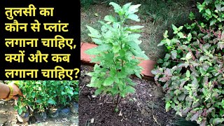 तुलसी का कौन से प्लांट लगाए, कब और कैसे लगाना चाहिए? Tulsi ka paudha lagaen / Plant a basil plant