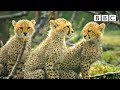 Cheetah cubs learn a valuable lesson in hunting... 😲 BBC