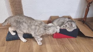 Mating games of dad cat and mom cat