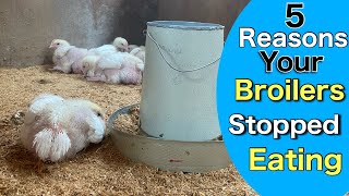 5 Reasons Why Your Broiler Chicken Refuses to Eat Food