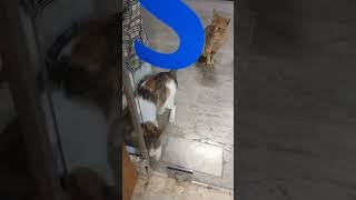 17 Kasım 2025 Şfetbeniöneçıkar Ğen Ş