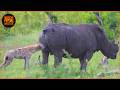 Most Dangerous Hyena Attacks Caught on Camera 2026 | Wild Animals