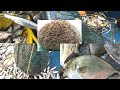 5 DIFFERENT FAVORITE FISH IN ONE DAY /ஓரே நாளில் 5 முறை பிடித்த வித்தியாசமான மீன்கள்