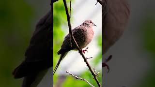 Turtle Dove #shortsvideo #viral #shortsyoutube