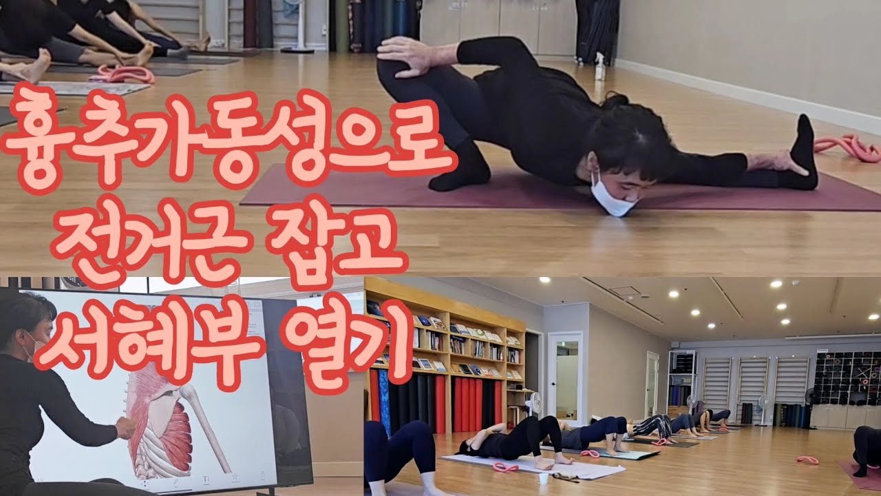 [요가수업#52]오래된 어깨통증 잡고 서혜부 열기-흉추가동성으로 견갑골 리듬 깨우기