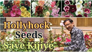 Hollyhock  Flower Seeds  Collect Karna  Sikhiye.