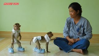 Very Funny, Reaction Baby Monkey Luna Wear Shoes Walking And Play With Mom