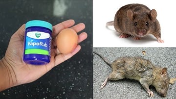 VIKS VAPORUB + EGG |  How To Get Rid of Mouse Rats, Permanently In a Natural Way | Mr. Maker