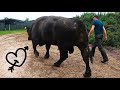 this HUGE BULL has a LOVE HEART TATTOO!! - how to trim bulls feet | The Hoof GP