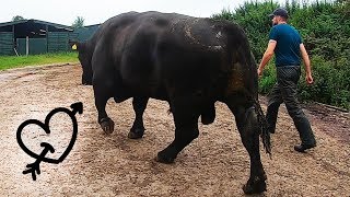 this HUGE BULL has a LOVE HEART TATTOO!! - how to trim bulls feet | The Hoof GP