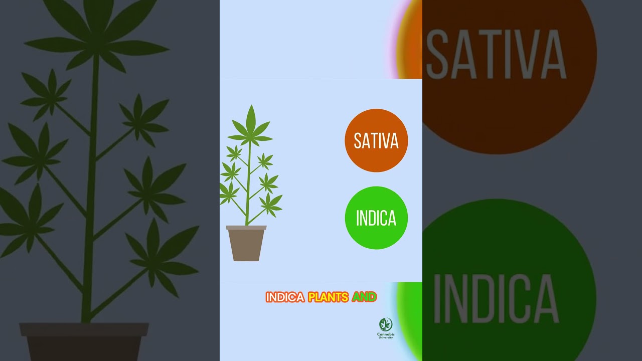 Cloning Cannabis: The Science Behind Growing Identical Plants