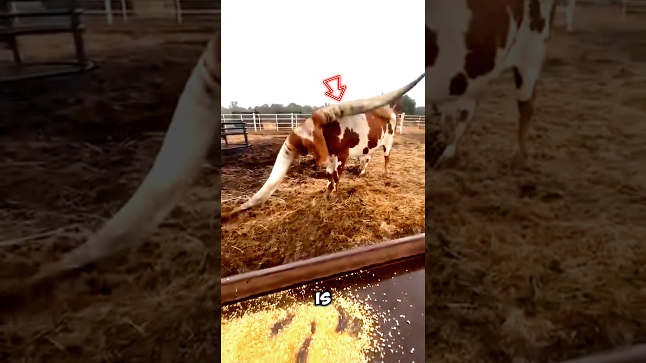 Вы не поверите, какие у них рога! Рога шириной 3 метра? 😳 