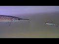 Pet Alligator Gar Vs. Shiner