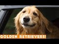 The Funniest & Cutest Golden Retriever Compilation of 2018 | Funny Pet Videos