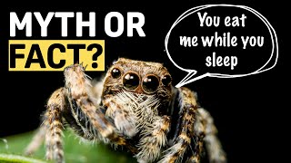 Do You Really Eat Spiders While Sleeping?
