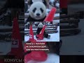 Панды рулят Олимпиадным зачетом !!!