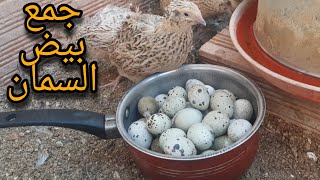 جمع بيض السمان ليوم واحد في الصيف.