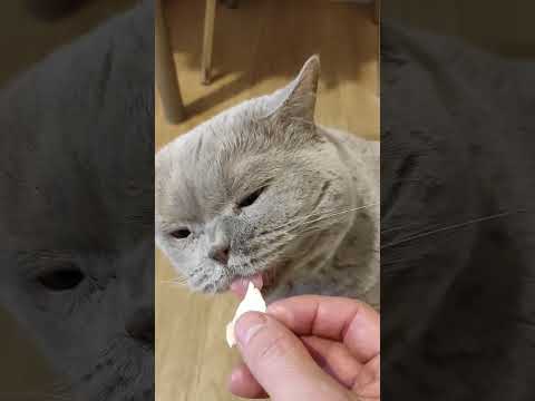 КОТ ОБОЖАЕТ СЛИВОЧНОЕ МАСЛО. Британский кот КЕКС и масло. British cat loves oil. Cat joy #shorts