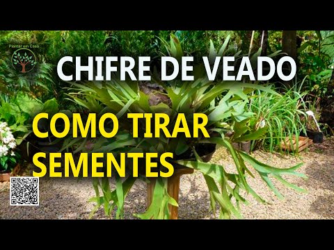 Vídeo: Repolho E Agrião, Mostarda, Rúcula, Banana Com Chifre De Veado, Espinafre, Acelga