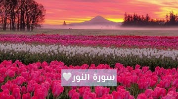 سورة النور بصوت إسلام صبحي | Surah An-Nur by Islam Sobhi 🤍