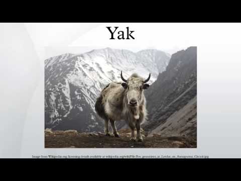 Yak