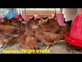 Sonali Chicken/Kadaknath Chicken/Vanaraja Chicken Farming || Booking Now || JASHRU Agro ||