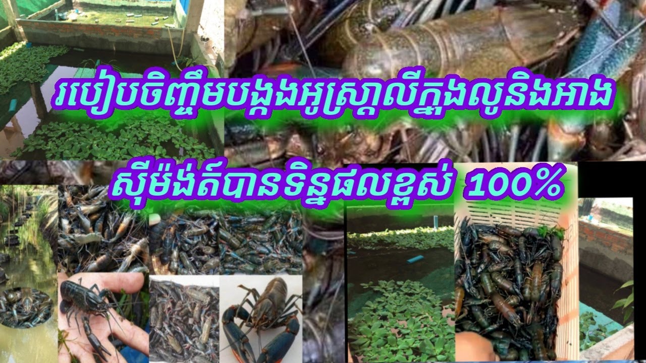 របៀបចិញ្ចឹមបង្កងអូស្ត្រាលីក្នុងលូស៊ីម៉ង់ត៍ នឹង អាងបានទិន្នផលខ្ពស់ 100