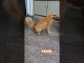 25725 SIMBA SERIES Cat Catvideos Funny Catcomedy Cats Catshorts Catlovers 25725 SIMBA SERIES Cat Catvideos Funny Catcomedy Cats Catshorts Catlovers
