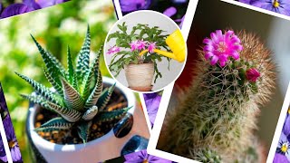 Cactos com flores: as 8 espécies mais bonitas e 4 ideias de arranjos