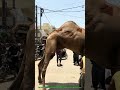 🐪 Eid ul Adha 2026 | Oont Ki Qurbani Ka Amazing Manzar 😱🔥
