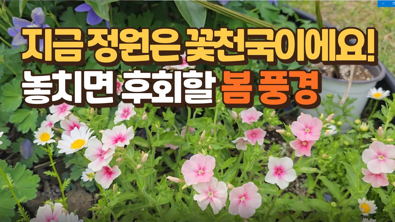 지금, 정원은 꽃천국이에요! 놓치면 후회할 봄 풍경