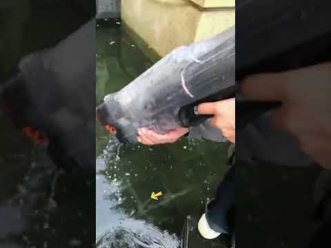 Video Súng nước siêu xịn sò #Shorts - youtube