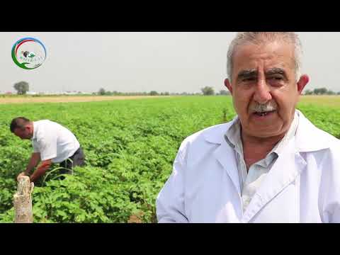 Video: Zərərvericilərə qarşı bioloji mübarizə nədir, necə faydalıdır?