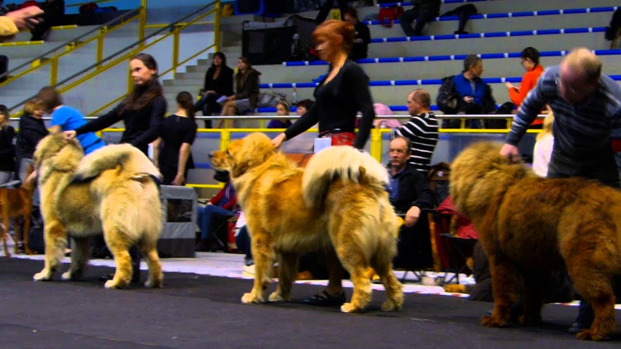 tibetan mastiff dog show