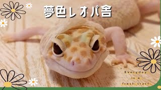 【夢色レオパ舎】ハニーちゃんの脱皮【Leopard gecko shedding】