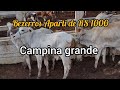 MUITOS BEZERROS BARATO NA FEIRA DE GADO CAMPINA GRANDE-PB ÚLTIMA DO ANO 29/12/2021 QUARTA FEIRA
