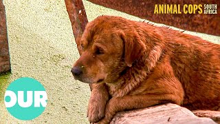 This Rescue Cop Risks Life To Save Trapped Dogs | Animal Cops South Africa Ep9 | Our World