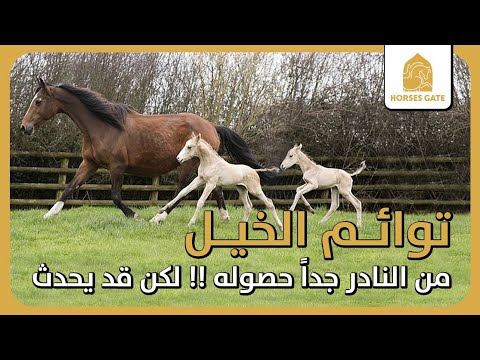 فيديو: هل يمكن أن يكون للخيول توائم؟