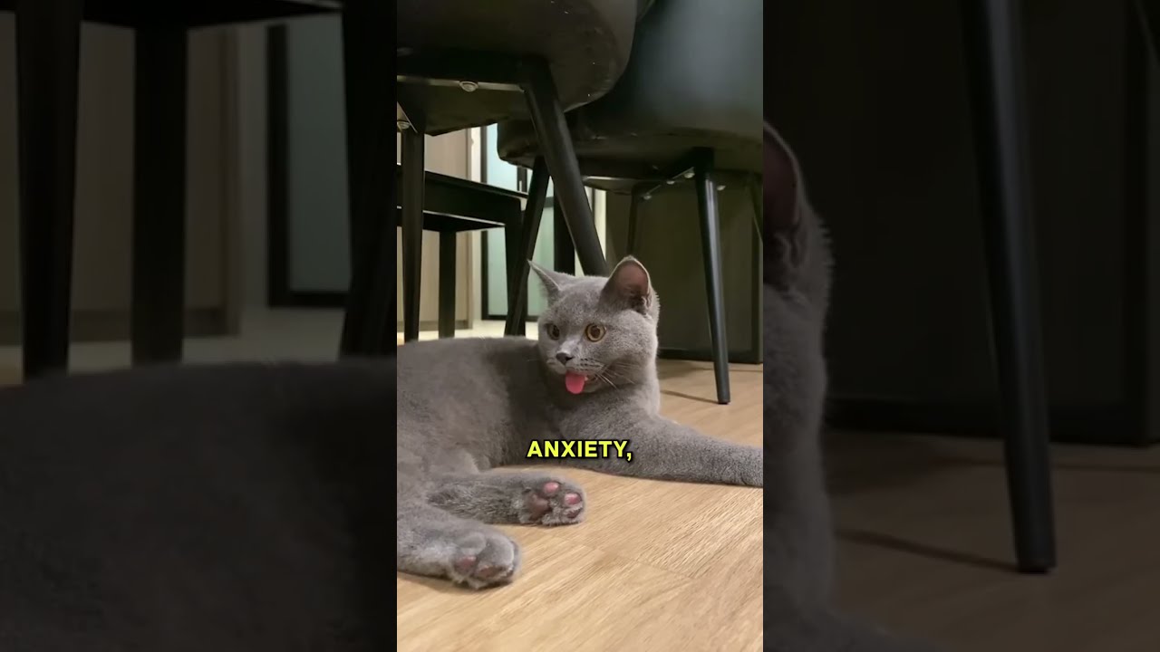Why Is Your Cat Panting Find Out 