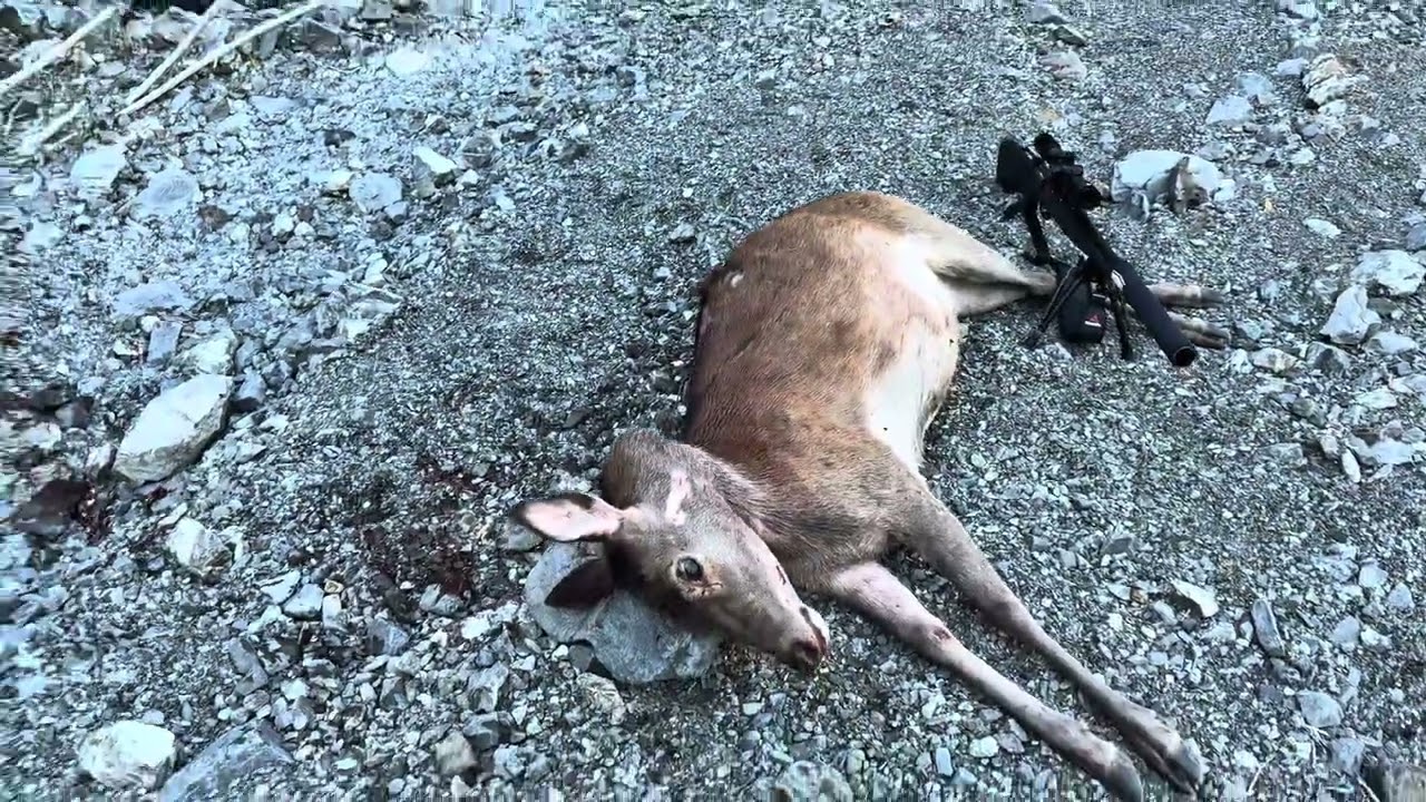 PUBLIC LAND Ruahine range hunt